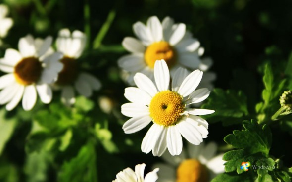 windows_8_white_flowers_by_rehsup-d32d0ab-590x368